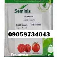فروش بذر گوجه فرنگی برنتا اصل قیمت مناسب در گروه خرید و فروش بذر گوجه در یکمیوه