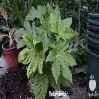 پرورش و فروش گل و گیاه در کرمانشاه در گروه خرید و فروش گیاهان زینتی در یکمیوه