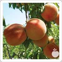 قیمت خرید نهال میوه هلو زعفرانی زودرس قیمت مناسب در قزوین در گروه خرید و فروش نهال میوه در یکمیوه