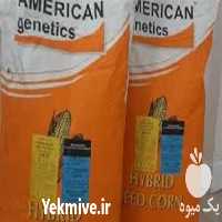 فروش تولید بذر ذرت علوفه ای امریکن ژنتیک در گروه خرید و فروش بذر ذرت در یکمیوه