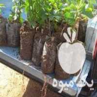 فروش انواع نهال انار در گروه خرید و فروش نهال انار در یکمیوه