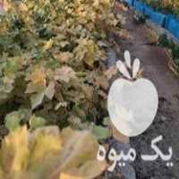 قیمت خرید نهال ریشه لخت انگور سفید و قرمز بیدانه در گروه خرید و فروش نهال انگور در یکمیوه