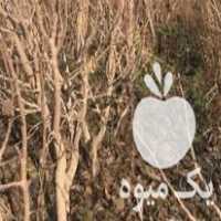 قیمت خرید انواع نهال یک تا سه ساله با پنجاه درصد تخفیف در گروه خرید و فروش نهال بادام در یکمیوه