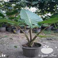 قیمت خرید گیاه بابا آدم با قیمت استثنائی در گروه خرید و فروش گیاهان زینتی در یکمیوه