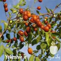 قیمت خرید درخت عناب خرمایی در گروه خرید و فروش نهال عناب در یکمیوه