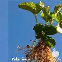 قیمت خرید نشا توت فرنگی در تهران در گروه خرید و فروش نشا در یکمیوه