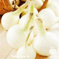 قیمت خرید بذر پیاز آفریگو در گلستان در گروه خرید و فروش بذر پیاز در یکمیوه