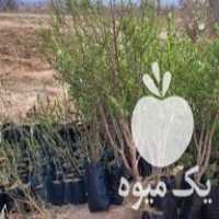 قیمت خرید نهال انگور و انار و بادام و زردالو در اصفهان در گروه خرید و فروش نهال انگور در یکمیوه