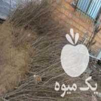 فروش نهال انار ساوه از باغ خودمون در گروه خرید و فروش نهال انار در یکمیوه