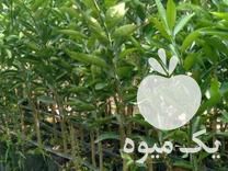 فروش انواع نهال مرکبات در گروه خرید و فروش نهال مرکبات در یکمیوه -عکس1