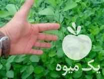 فروش نهال نارنج و لیمو ترش در گروه خرید و فروش نهال نارنج در یکمیوه -عکس1