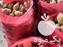 خرید و سیب زمینی بذری و خوراک در گروه خرید و فروش سیب زمینی در یکمیوه -عکس1