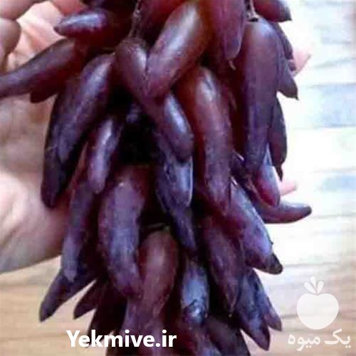 فروش نهال انگور در سراسر کشور با بهترین کیفیت در گروه خرید و فروش نهال انگور در یکمیوه -عکس1