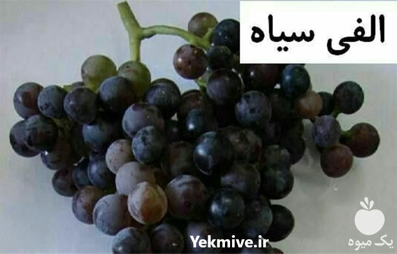 فروش نهال انگور در انواع مختلف با بهترین کیفیت در گروه خرید و فروش نهال انگور در یکمیوه -عکس1