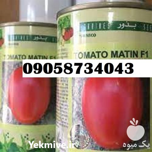 فروش بذر گوجه فرنگی متین با قیمت مناسب و عالی در ایلام در گروه خرید و فروش بذر گوجه در یکمیوه -عکس1