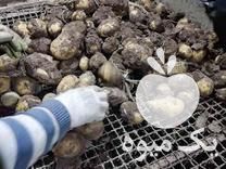 قیمت خرید سیب زمینی اسپریت بذری و خوراک در گروه خرید و فروش سیب زمینی در یکمیوه -عکس1