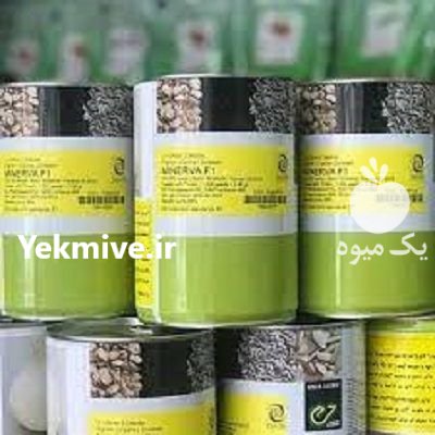 بذر پیاز مینروا در گروه خرید فروش بذر - انواع محصول کشاورزی گوجه کتان میوه درخت در یکمیوه -عکس1