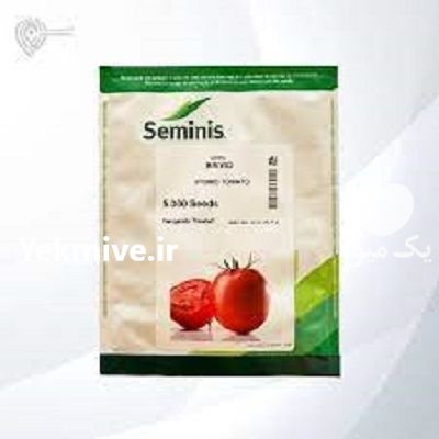 بذر گوجه فرنگی بدرو در خلخال در گروه خرید فروش بذر - انواع محصول کشاورزی گوجه کتان میوه درخت در یکمیوه -عکس1
