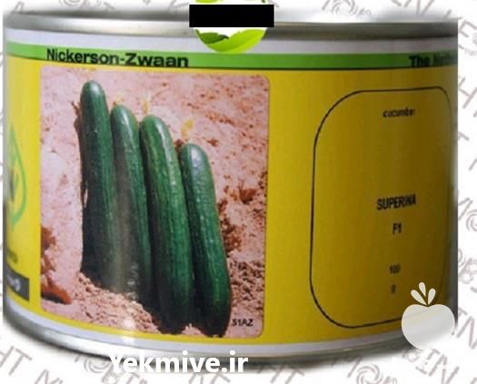 فروش بذر خیار فضای باز سوپرینا در همدان در گروه خرید و فروش بذر خیار در یکمیوه -عکس1