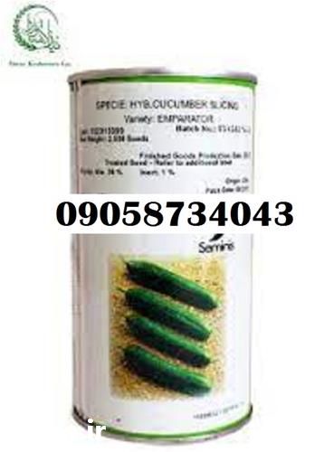 فروش قیمت بذر خیار در گروه خرید و فروش بذر خیار در یکمیوه -عکس1