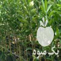 فروش انواع نهال مرکبات در گروه خرید و فروش نهال مرکبات در یکمیوه