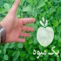 فروش نهال نارنج و لیمو ترش در گروه خرید و فروش نهال نارنج در یکمیوه