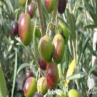 خرید و قیمت نهال زیتون شنگه در نهالستان تک فیدان در گروه خرید و فروش نهال زیتون در یکمیوه