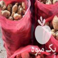 خرید و سیب زمینی بذری و خوراک در گروه خرید و فروش سیب زمینی در یکمیوه