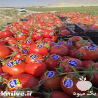 قیمت خرید قیمت بذر گوجه بریویو در اصفهان در گروه خرید و فروش بذر گوجه در یکمیوه