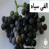 فروش نهال انگور در انواع مختلف با بهترین کیفیت در گروه خرید و فروش نهال انگور در یکمیوه