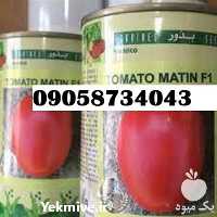 فروش بذر گوجه فرنگی متین با قیمت مناسب و عالی در ایلام در گروه خرید و فروش بذر گوجه در یکمیوه