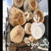 خرید انواع چوب قلمه در گروه خرید و فروش انواع چوب در یکمیوه