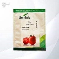 بذر گوجه فرنگی بدرو در خلخال در گروه خرید فروش بذر - انواع محصول کشاورزی گوجه کتان میوه درخت در یکمیوه