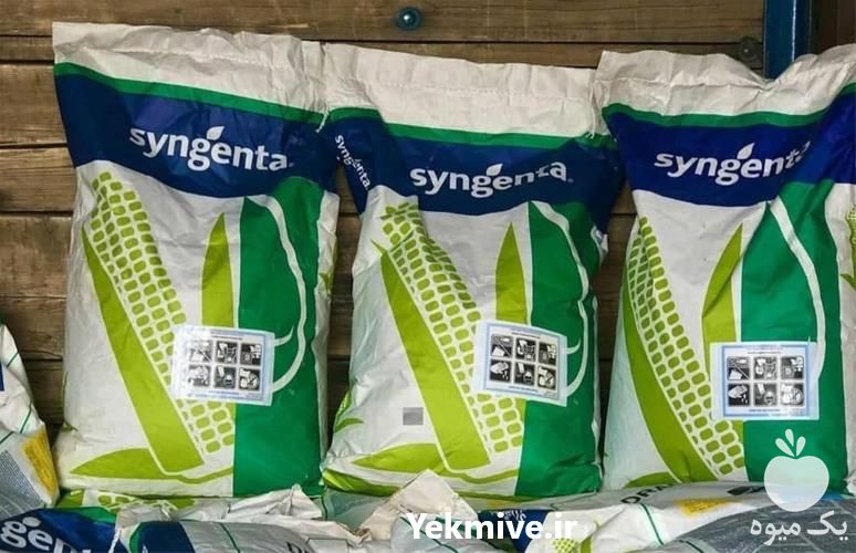 فروش بذر ذرت در گروه خرید و فروش بذر ذرت در یکمیوه -عکس1