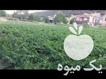 فروش نهال انگور سیاه ریشه دار یکساله دوساله در مریوان در گروه خرید و فروش نهال انگور در یکمیوه -عکس1