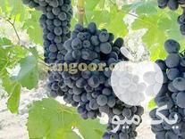 قیمت خرید ویژه نهال انگور لعل سیاه در نیشابور در گروه خرید و فروش نهال انگور در یکمیوه -عکس1