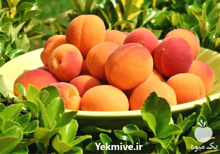 خرید نهال زردآلو تبرزه در شرکت یاشیل فیدان در آذربایجان غربی در گروه خرید و فروش نهال در یکمیوه -عکس1