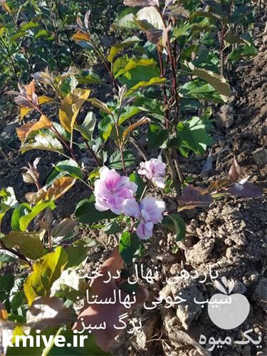 فروش نهال سیب توسرخ در هرمز در گروه خرید و فروش نهال در یکمیوه -عکس1