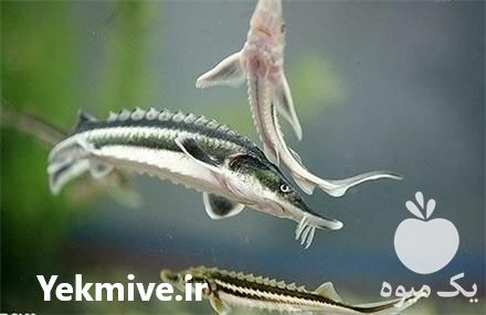 قیمت خرید خوراک ماهیان خاویاری پرورشی در کرج در گروه خوراک شیلات و آبزیان در یکمیوه -عکس1