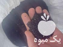 قیمت خرید سیاهدانه ایرانی در اصفهان در گروه خرید و فروش گیاهان دارویی در یکمیوه -عکس1