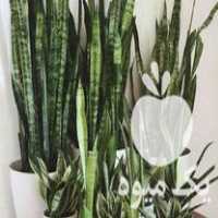 قیمت خرید گل و گیاه آنتیک در گروه خرید و فروش گیاهان زینتی در یکمیوه