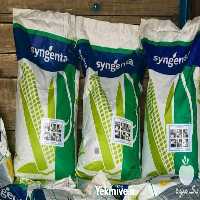 فروش بذر ذرت در گروه خرید و فروش بذر ذرت در یکمیوه