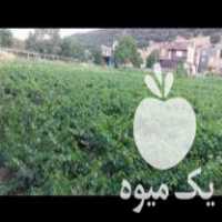 فروش نهال انگور سیاه ریشه دار یکساله دوساله در مریوان در گروه خرید و فروش نهال انگور در یکمیوه