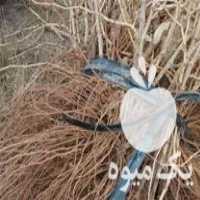 قیمت خرید نهال انگور در خرمدشت در گروه خرید و فروش نهال انگور در یکمیوه