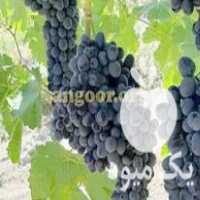 قیمت خرید ویژه نهال انگور لعل سیاه در نیشابور در گروه خرید و فروش نهال انگور در یکمیوه