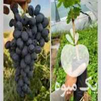 فروش انواع نهال انگور در پیرانشهر در گروه خرید و فروش نهال انگور در یکمیوه