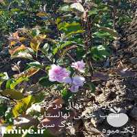 فروش نهال سیب توسرخ در هرمز در گروه خرید و فروش نهال در یکمیوه