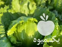 قیمت خرید کاهو سالادی و رومانو و  صادراتی در آستارا در گروه خرید و فروش کاهو در یکمیوه -عکس1