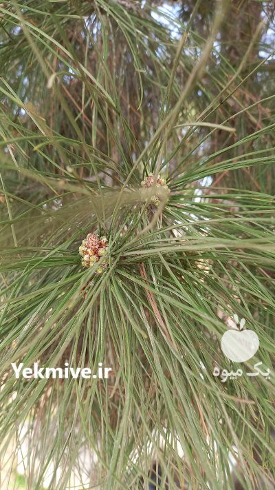 پیازچه لاله کوهی خارمریم شکوفه درخت کاج تره کوهی در گروه خرید فروش عمده گیاهان دارویی - معطر خشک خواص دار در یکمیوه -عکس3