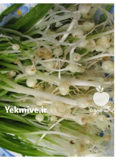 پیازچه لاله کوهی خارمریم شکوفه درخت کاج تره کوهی در گروه خرید فروش عمده گیاهان دارویی - معطر خشک خواص دار در یکمیوه -عکس4